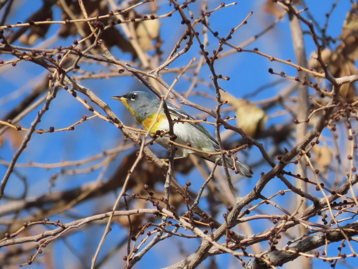 Northern Parula - ML556242751