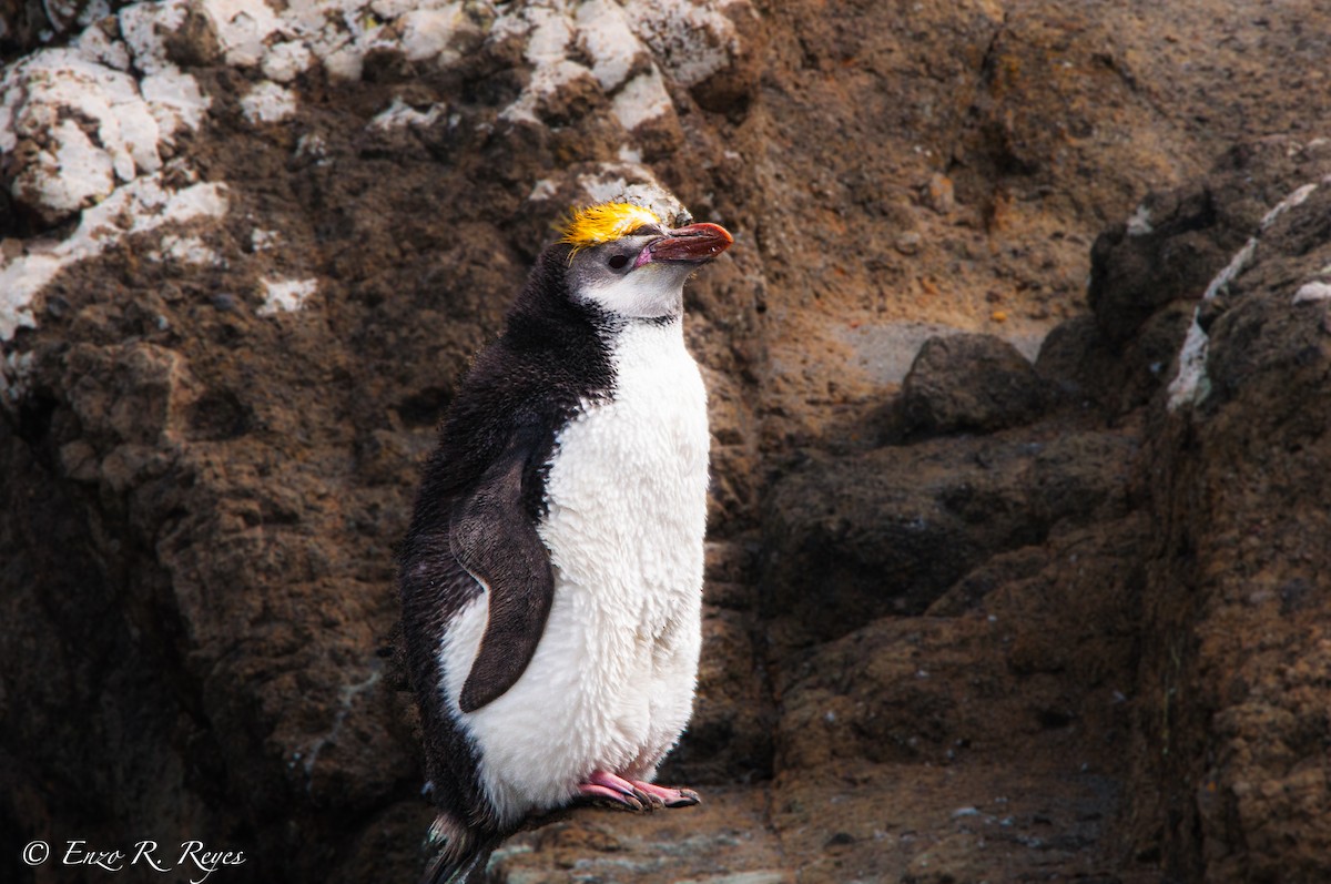 Royal Penguin - Chatham Islands