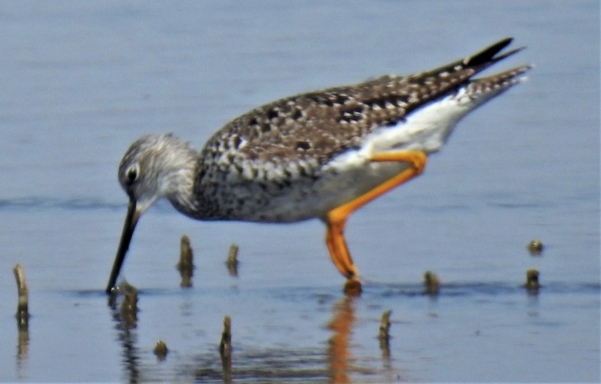 Greater Yellowlegs - Lucio 'Luc' Fazio