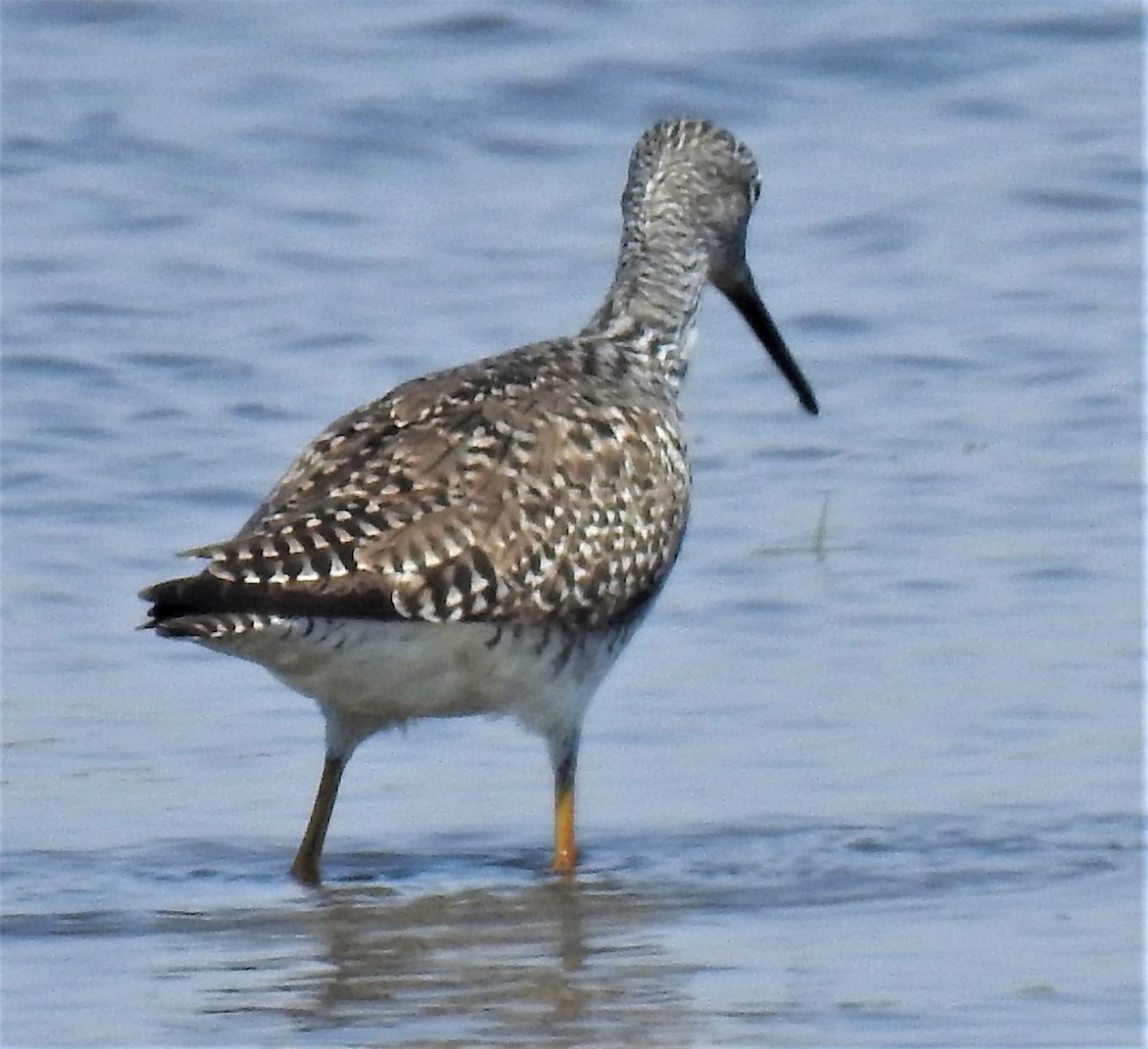 Greater Yellowlegs - ML556243961