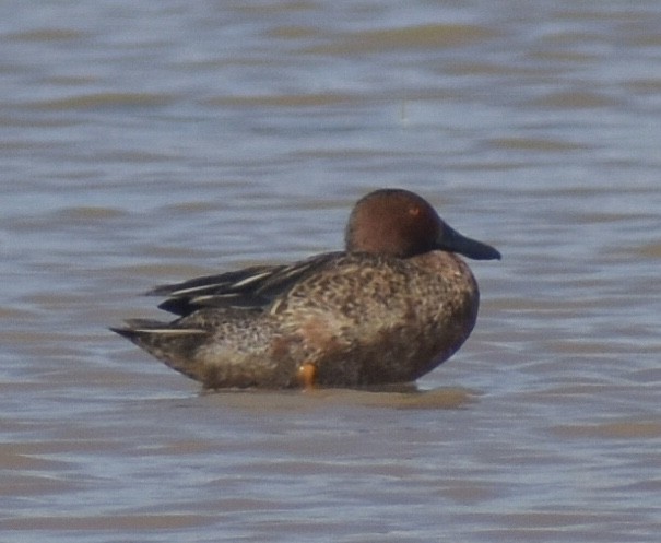 Cinnamon Teal - José Maria Paredes