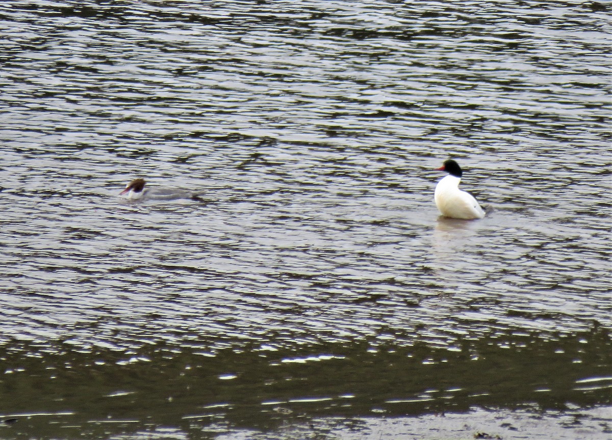 Common Merganser - ML556244221