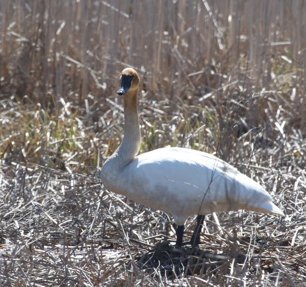 Trumpeter Swan - ML556244291