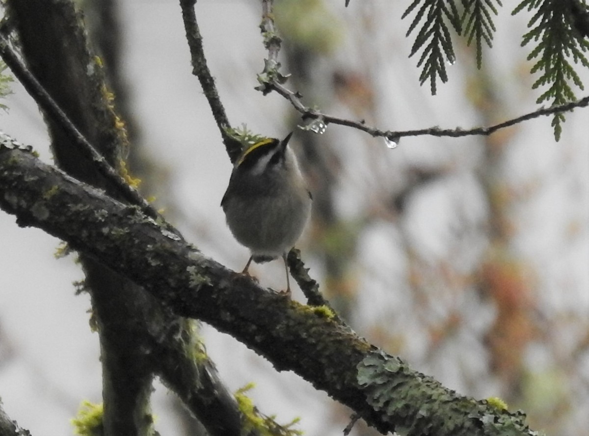 Golden-crowned Kinglet - Erik Bergman