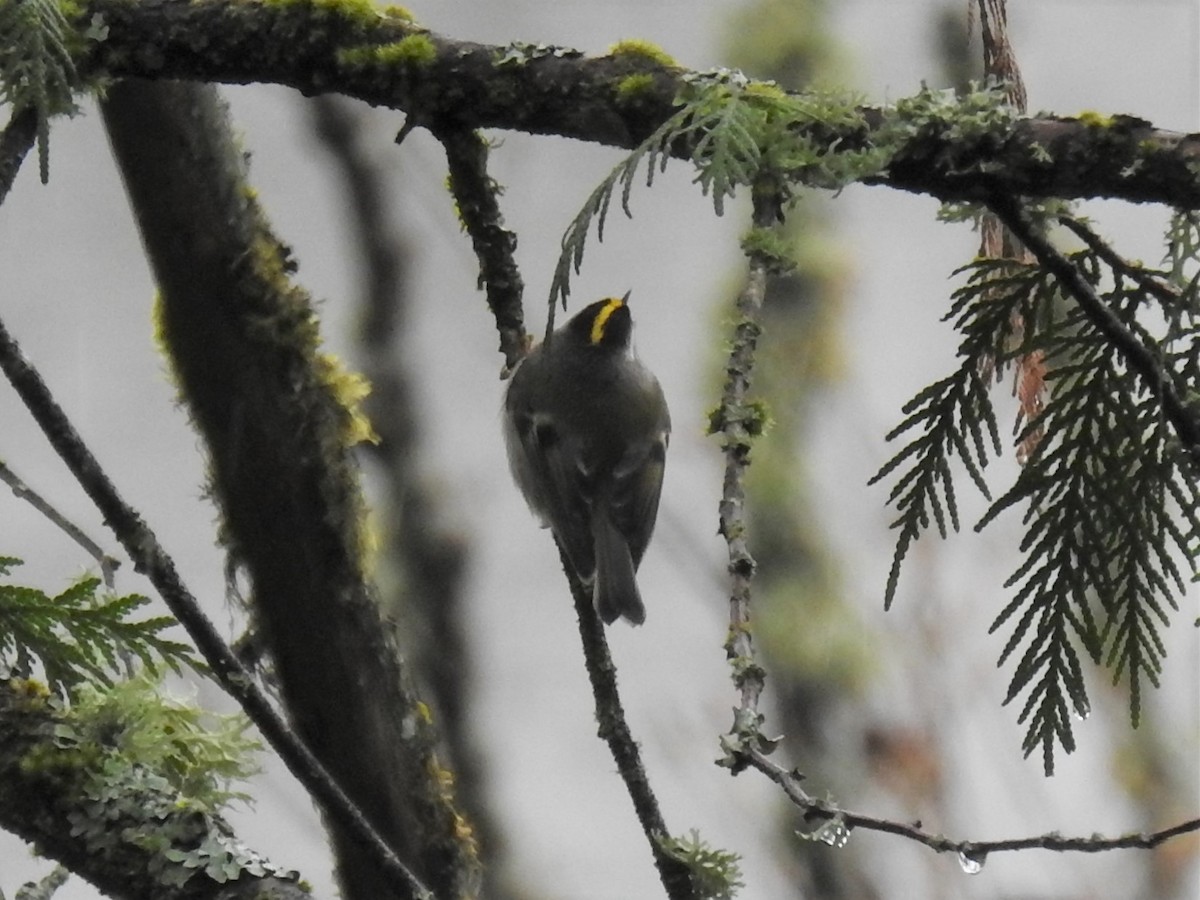 Golden-crowned Kinglet - ML556245161