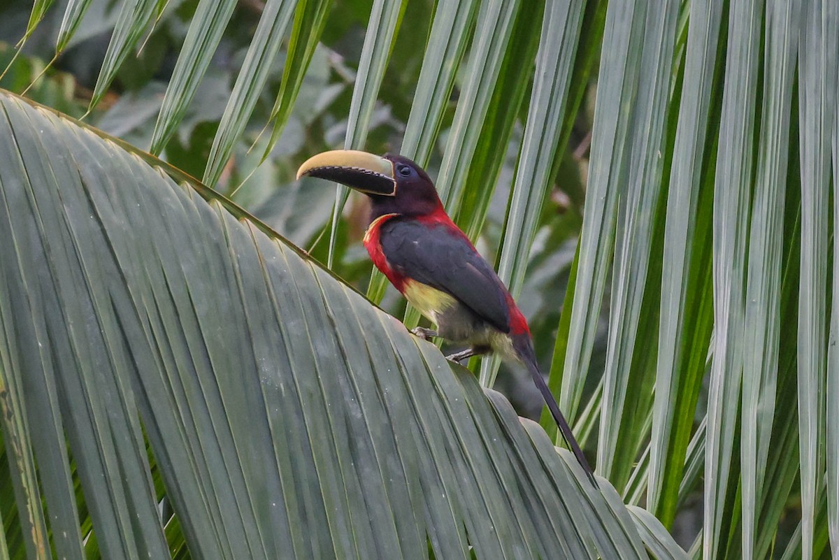 Red-necked Aracari - Allison Miller