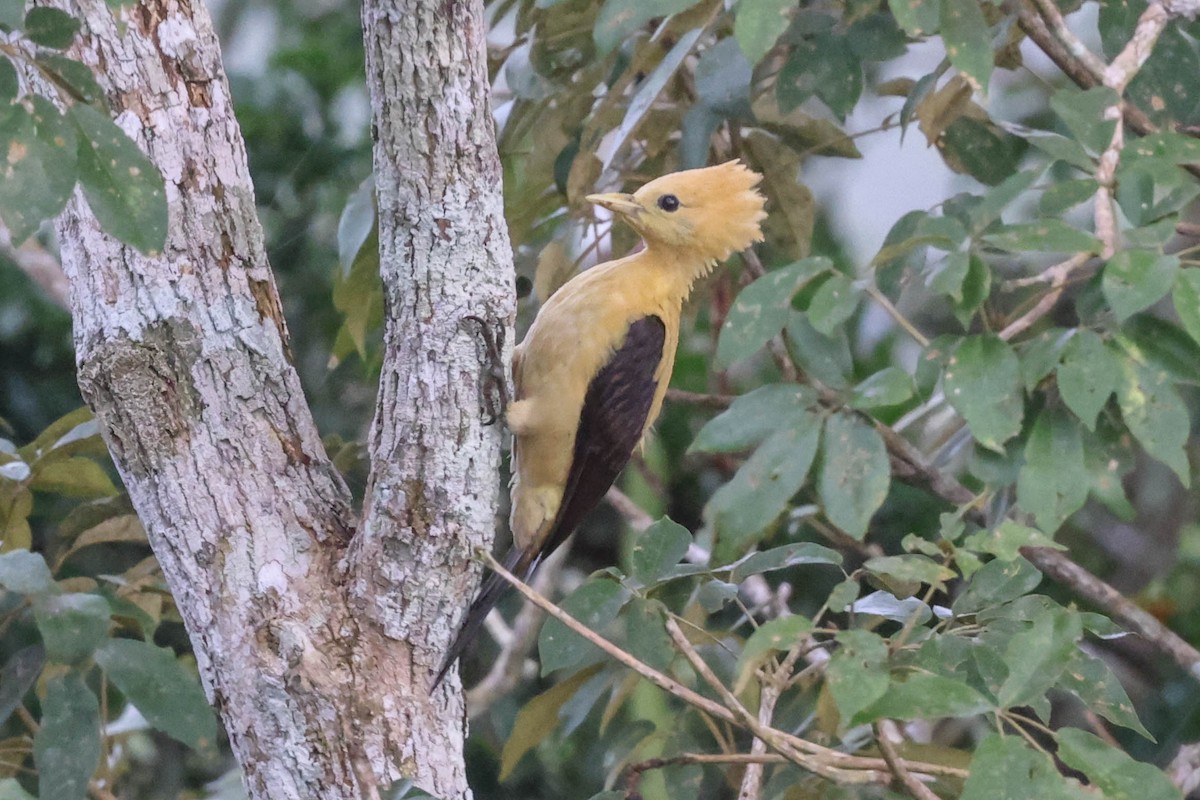 Cream-colored Woodpecker - ML556246681