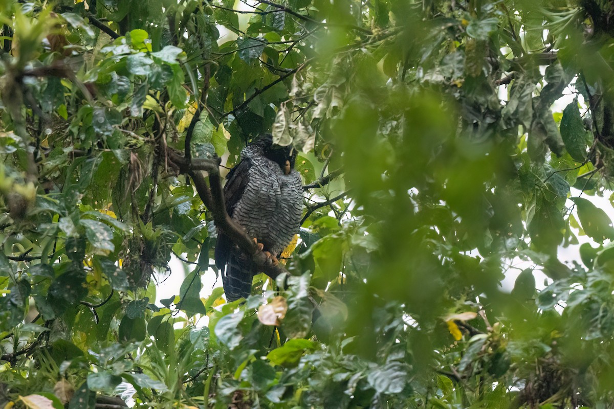 Black-and-white Owl - Steve Rappaport