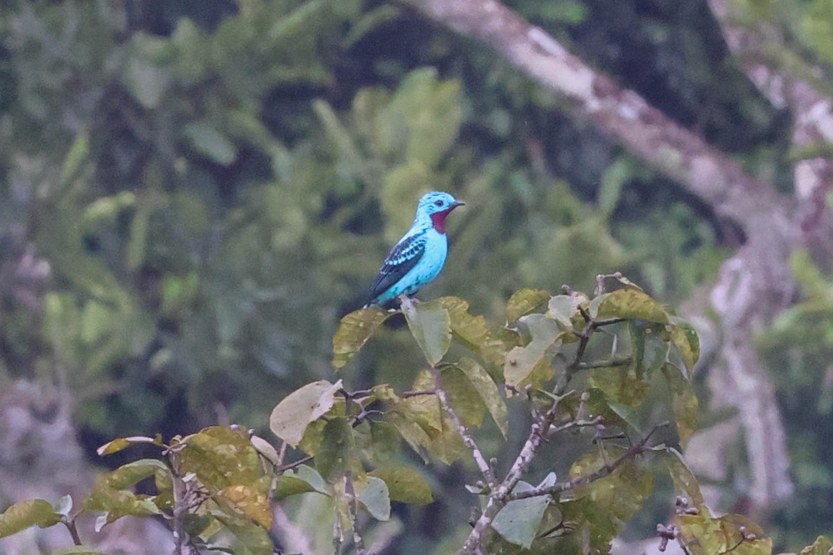 Spangled Cotinga - ML556246761