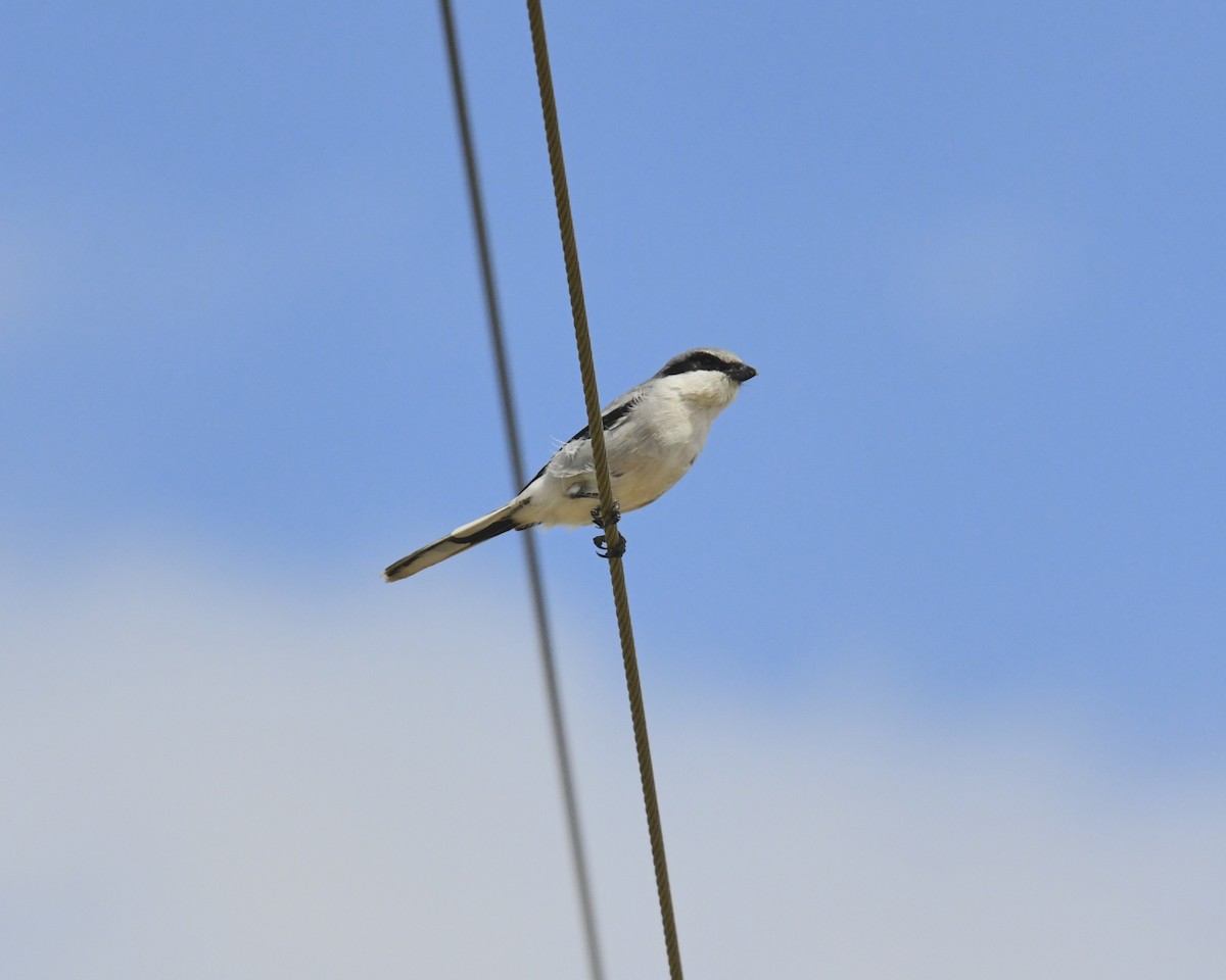 Loggerhead Shrike - ML556246881