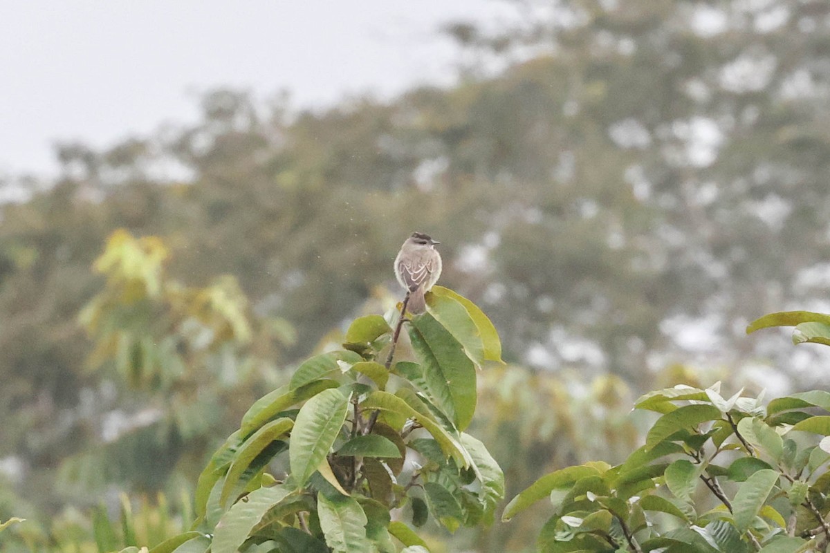 Crowned Slaty Flycatcher - ML556247061