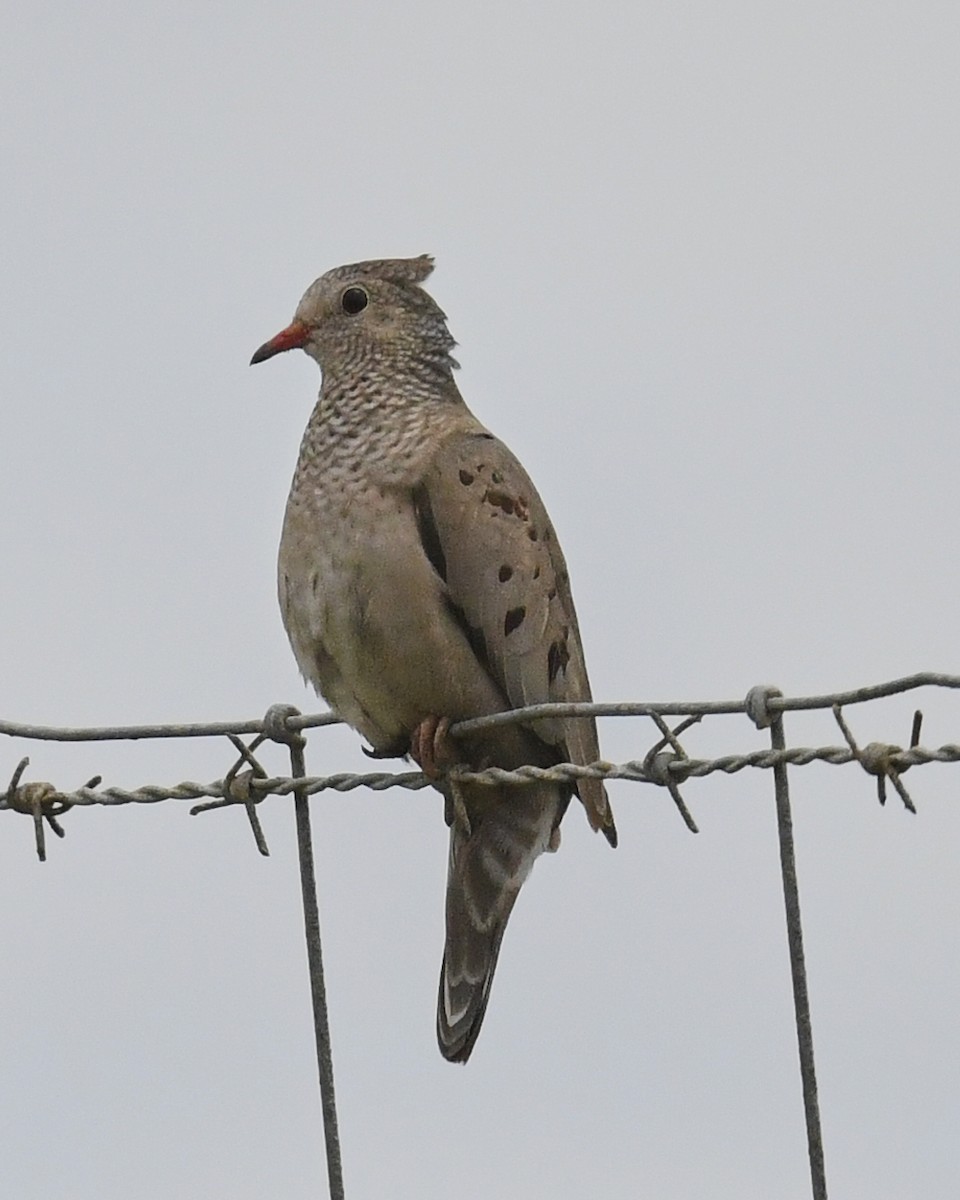 Common Ground Dove - ML556247591