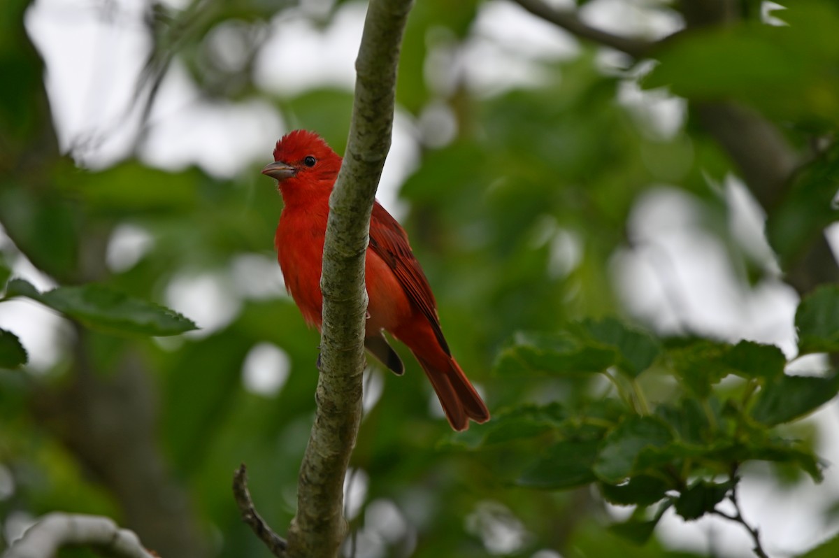 Summer Tanager - Jody Shugart