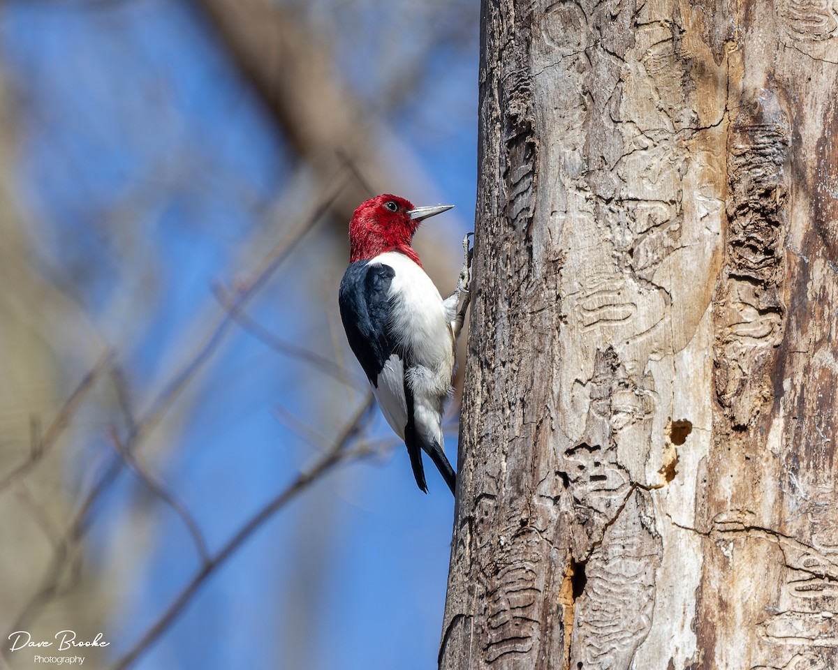 Red-headed Woodpecker - ML556248611