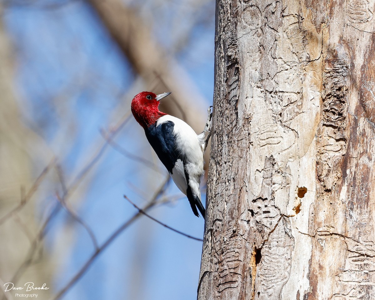 Red-headed Woodpecker - ML556248621