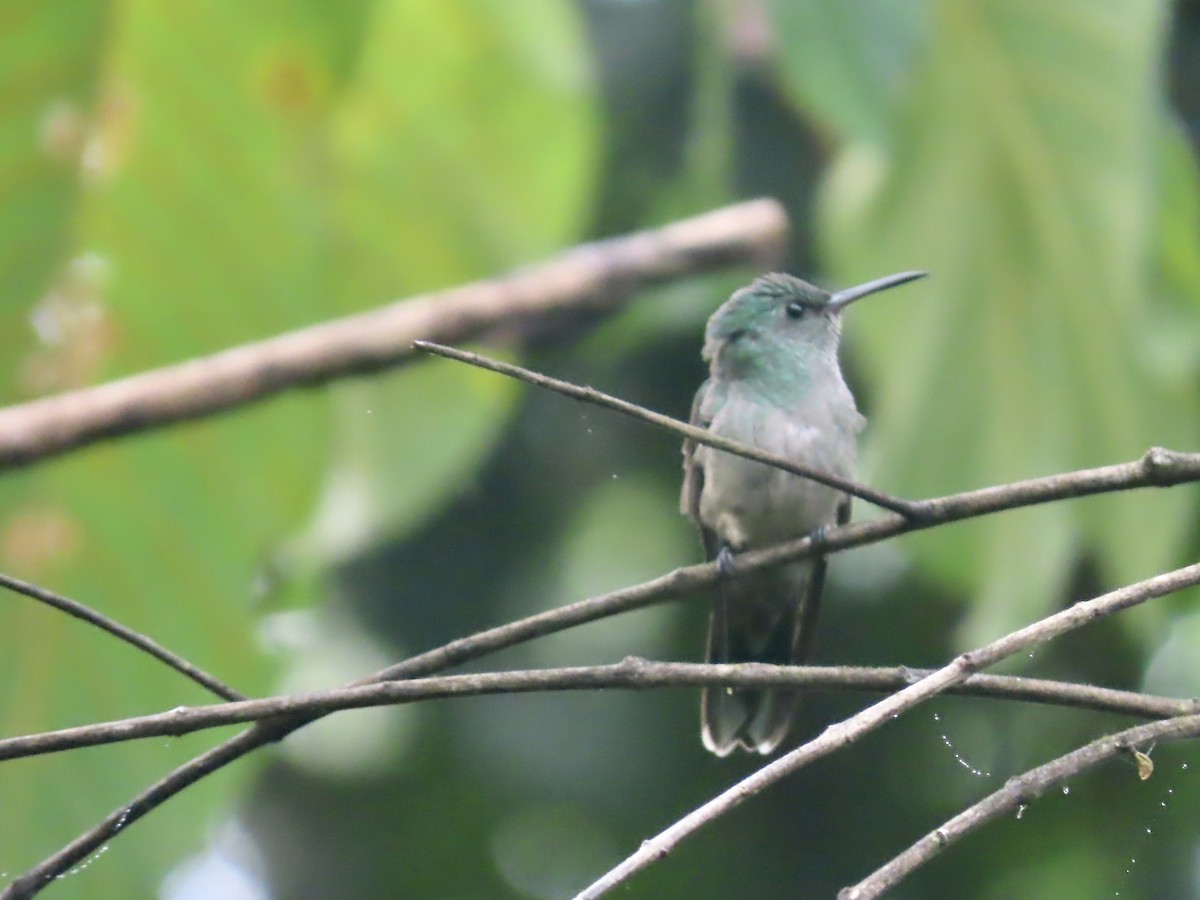 Scaly-breasted Hummingbird - Marjorie Watson