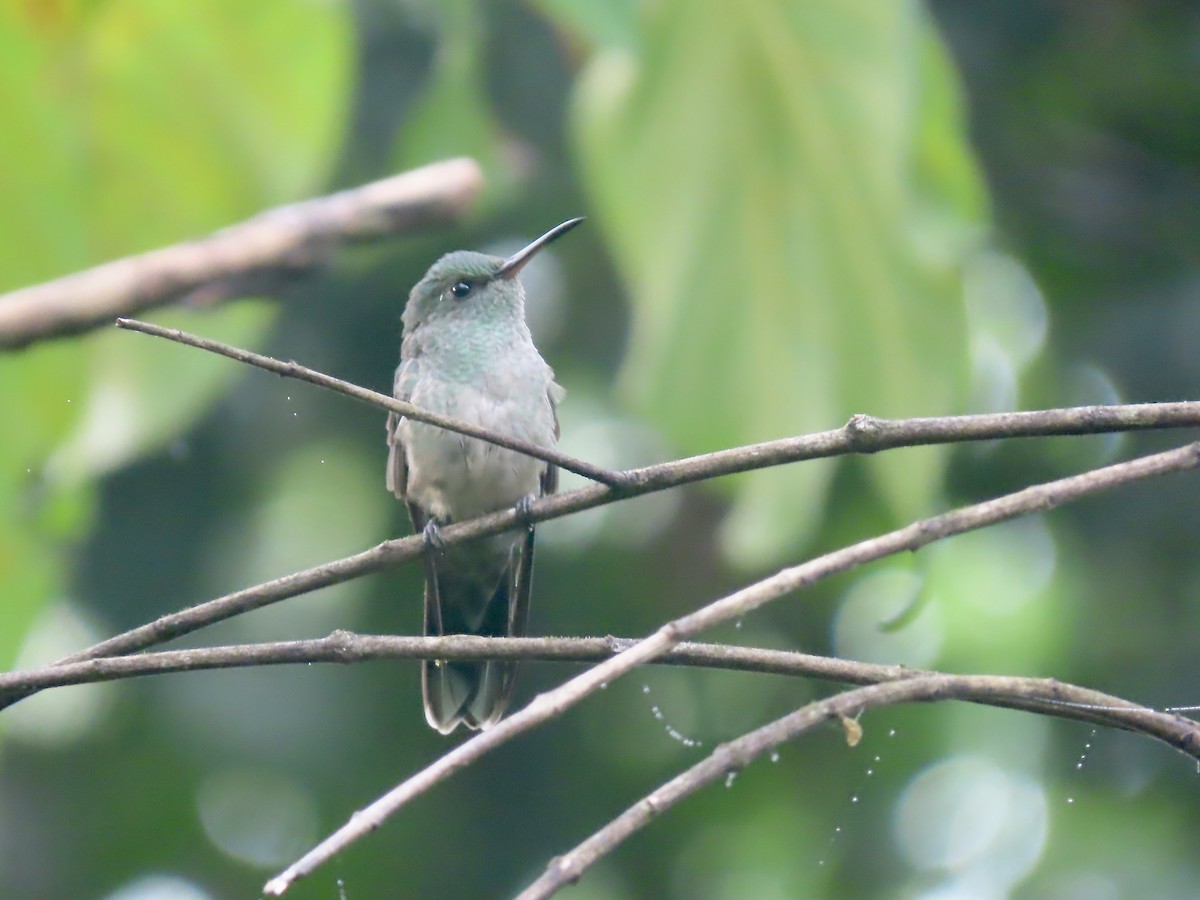 kolibřík skvrnitoprsý - ML556249051