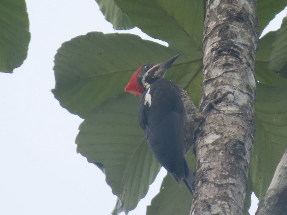 Lineated Woodpecker - ML556249651