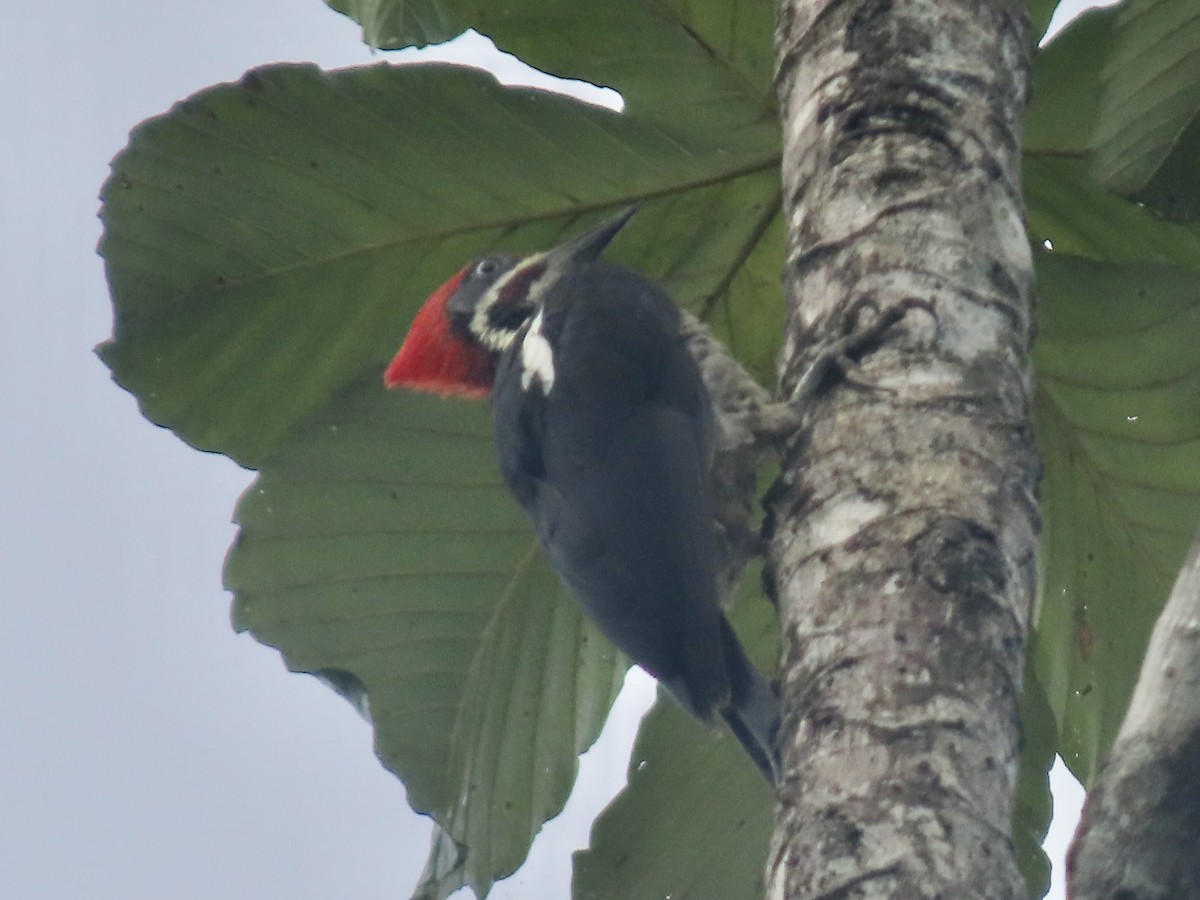 Lineated Woodpecker - ML556249741