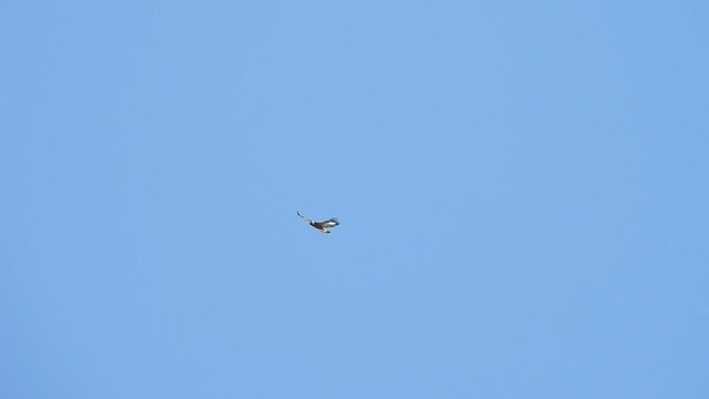 Цармын бүргэд - ML556249861