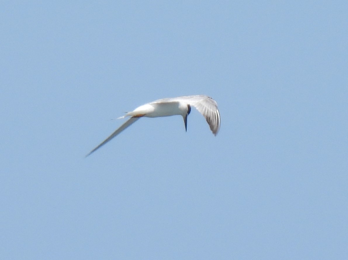 Forster's Tern - ML556250211