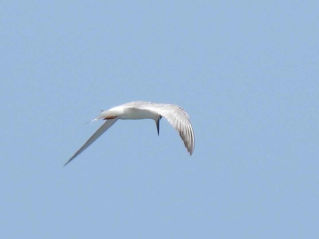 Forster's Tern - ML556250221