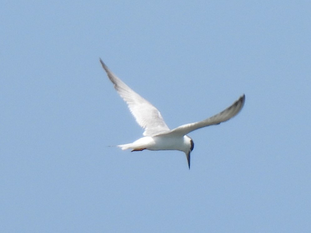 Forster's Tern - ML556250231