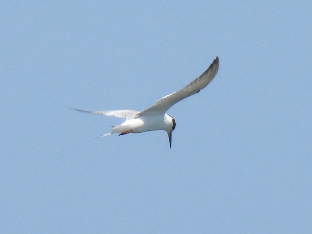 Forster's Tern - ML556250241