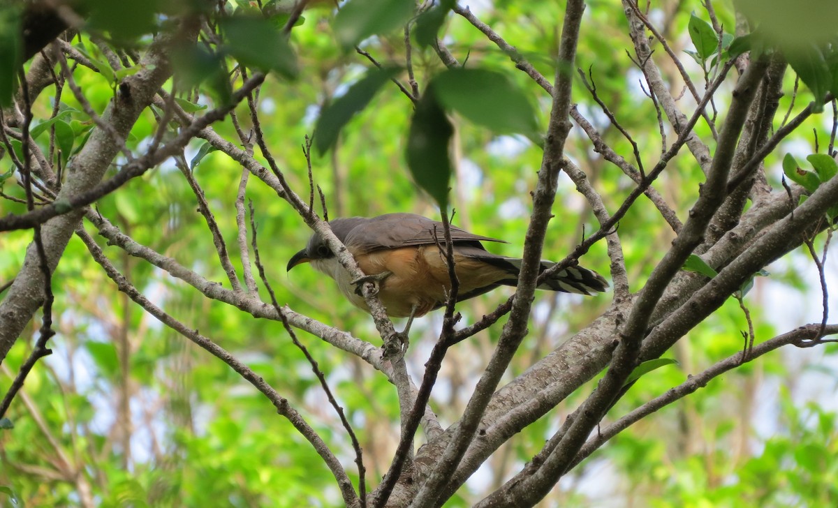 Mangrove Cuckoo - ML55625171