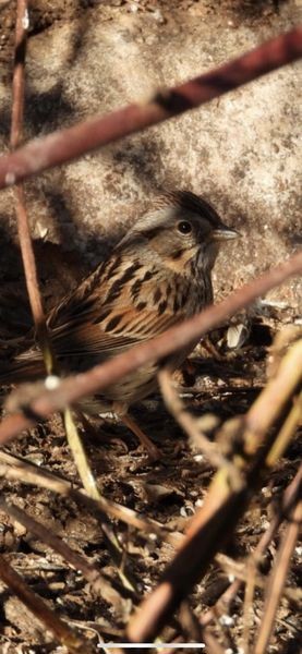 Lincoln's Sparrow - ML556251871