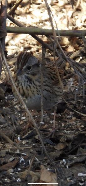 Lincoln's Sparrow - ML556251891