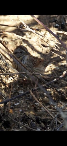 Lincoln's Sparrow - ML556251981