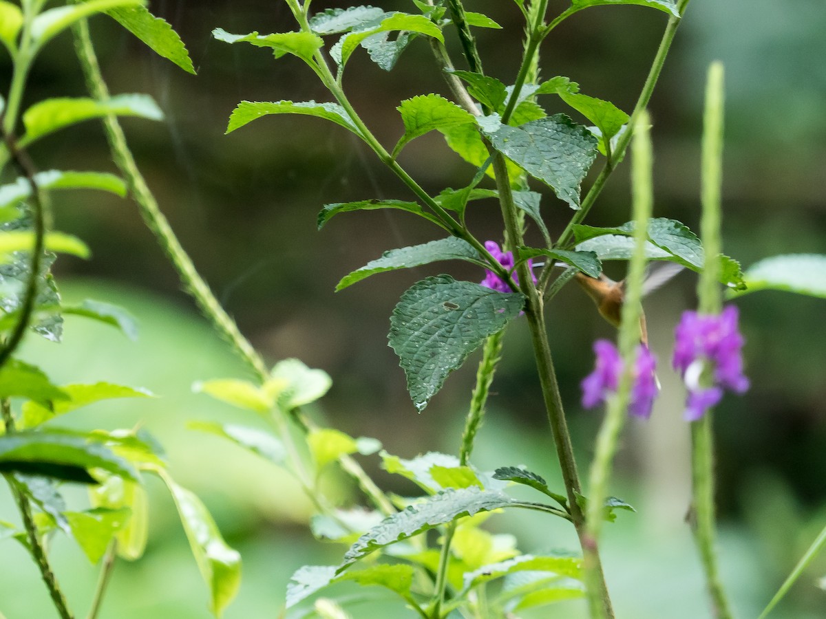 Gray-chinned Hermit (Gray-chinned) - ML556252001