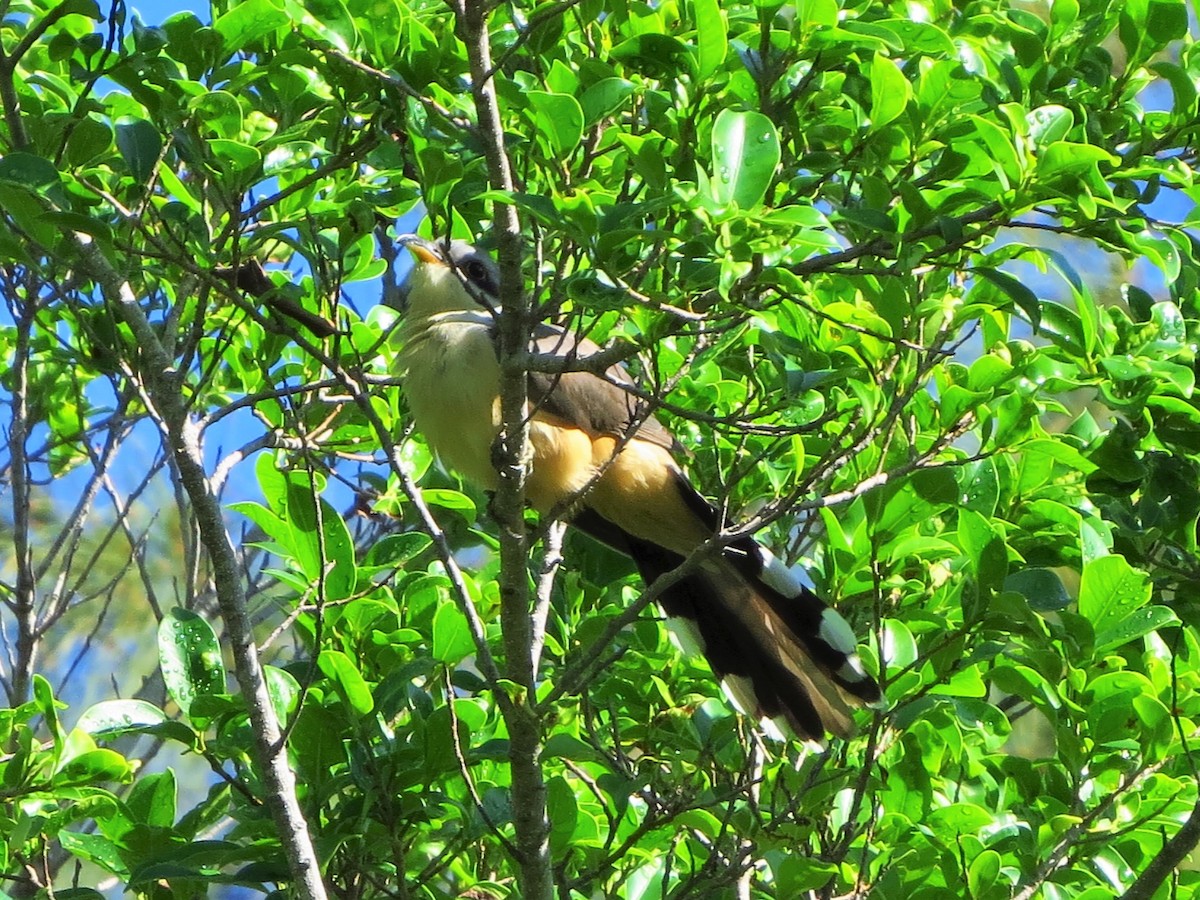 Mangrove Cuckoo - ML55625261
