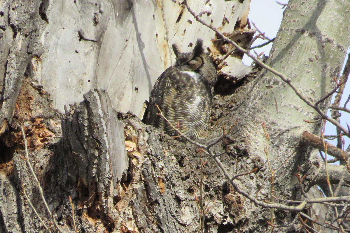 Great Horned Owl - ML556252851