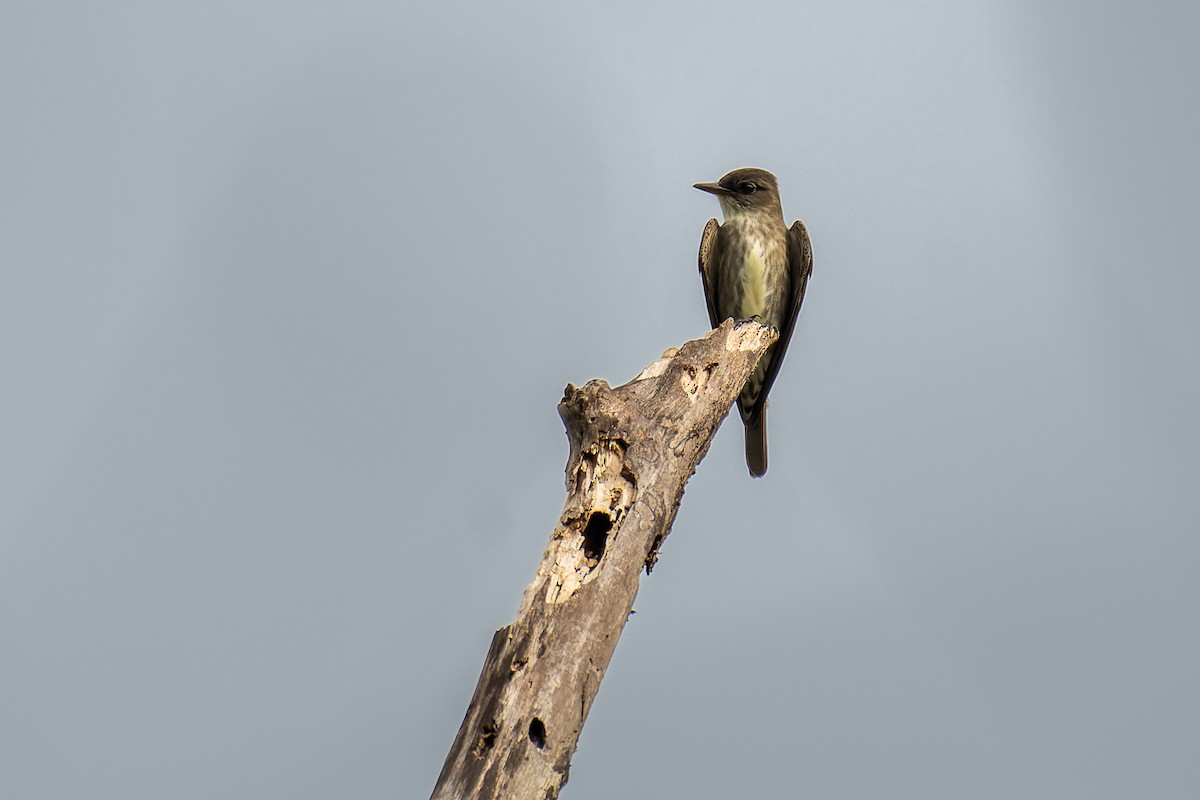 Olive-sided Flycatcher - ML556252871