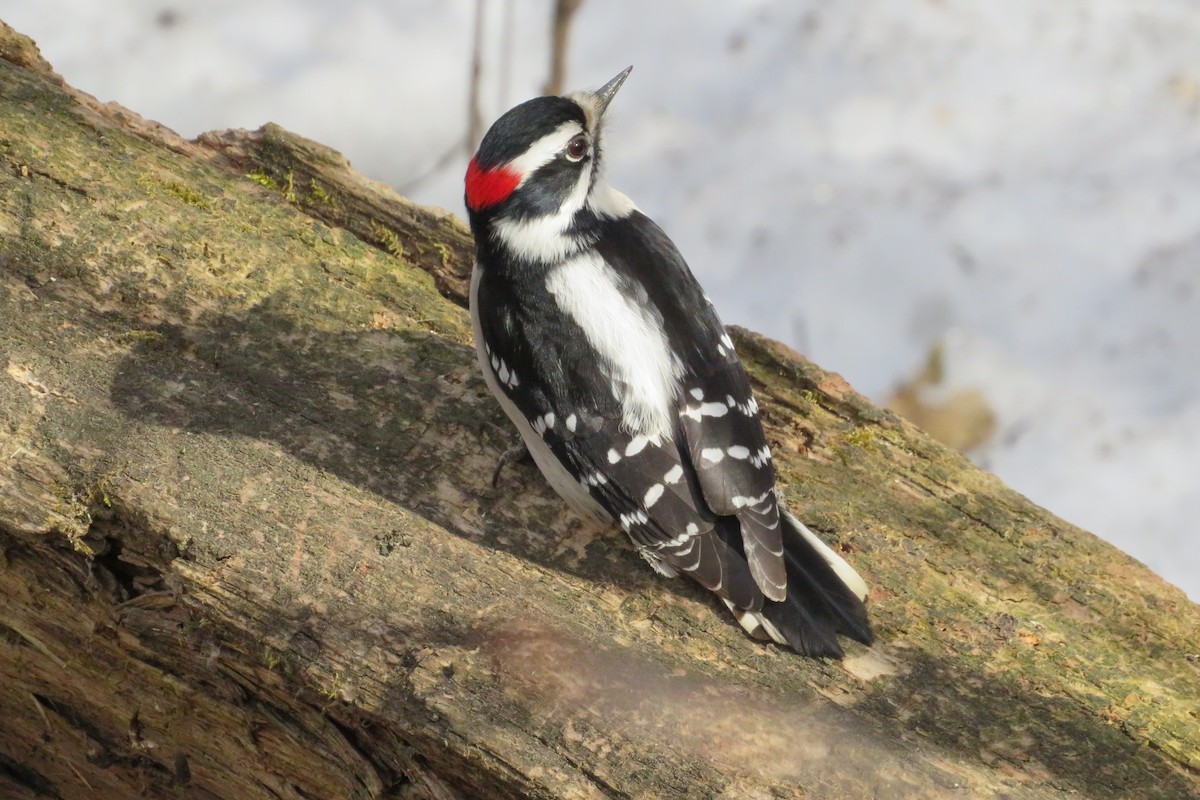 Downy Woodpecker - ML556253051