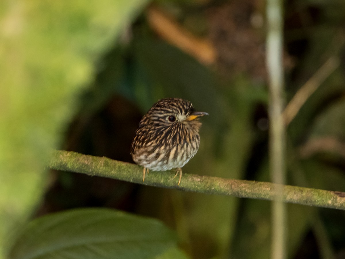 White-chested Puffbird - ML556253901