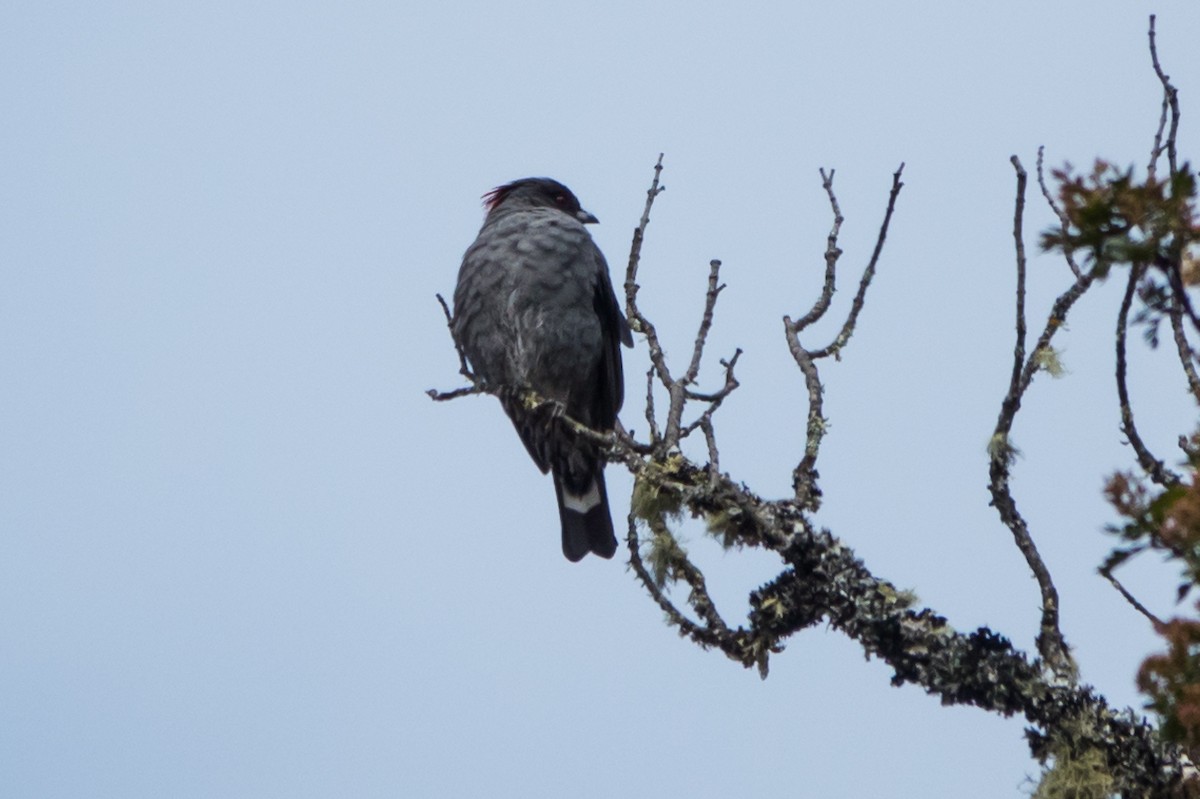 Cotinga à huppe rouge - ML556253921