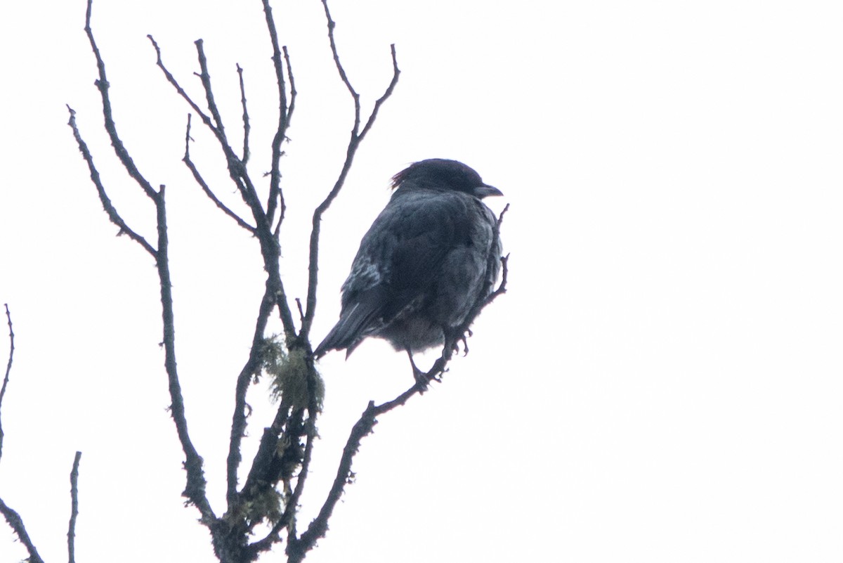 Cotinga à huppe rouge - ML556253931