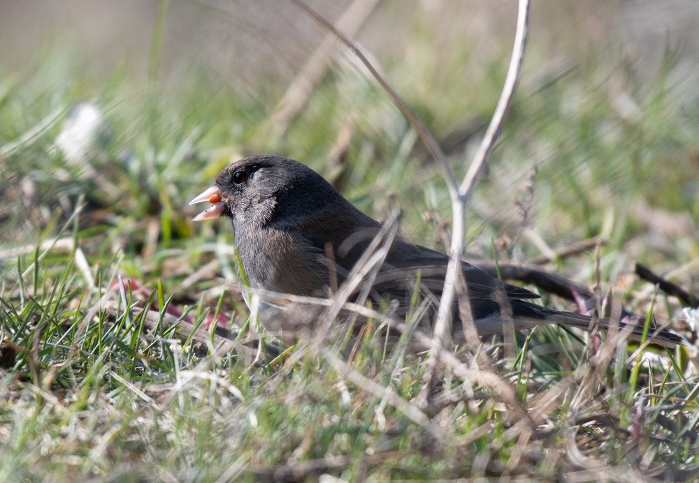 Dark-eyed Junco (Oregon) - ML556253961
