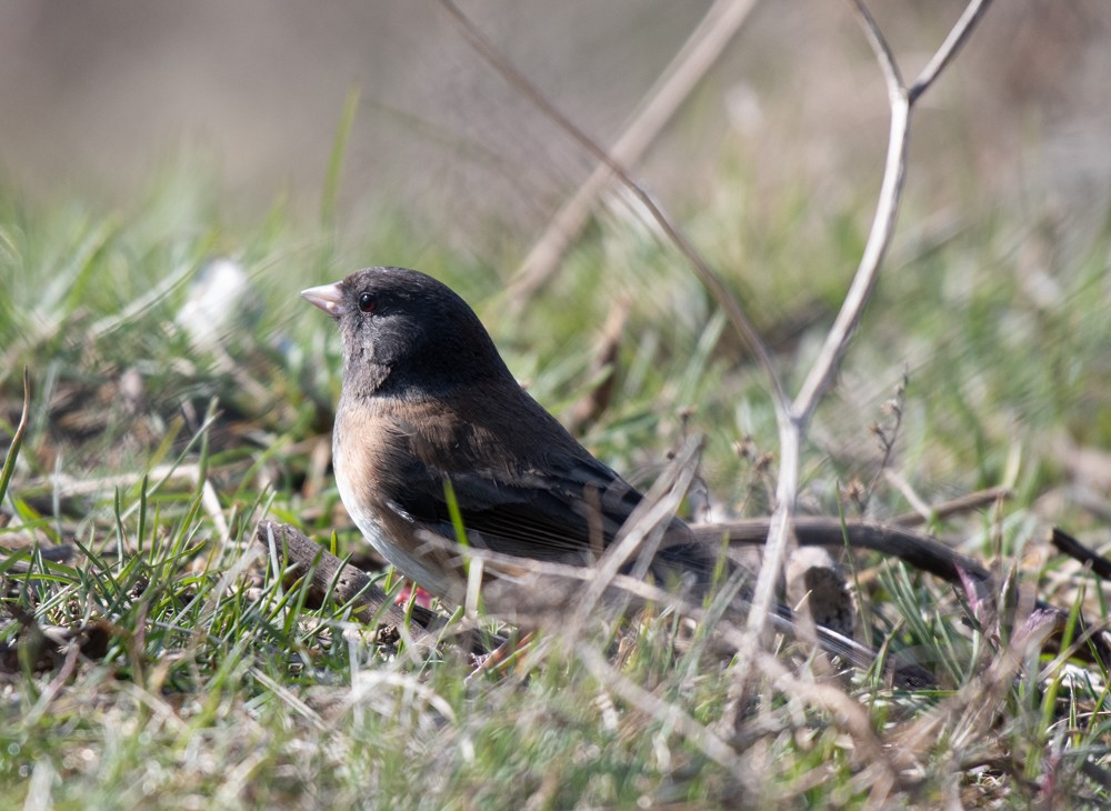 Dark-eyed Junco (Oregon) - ML556253971