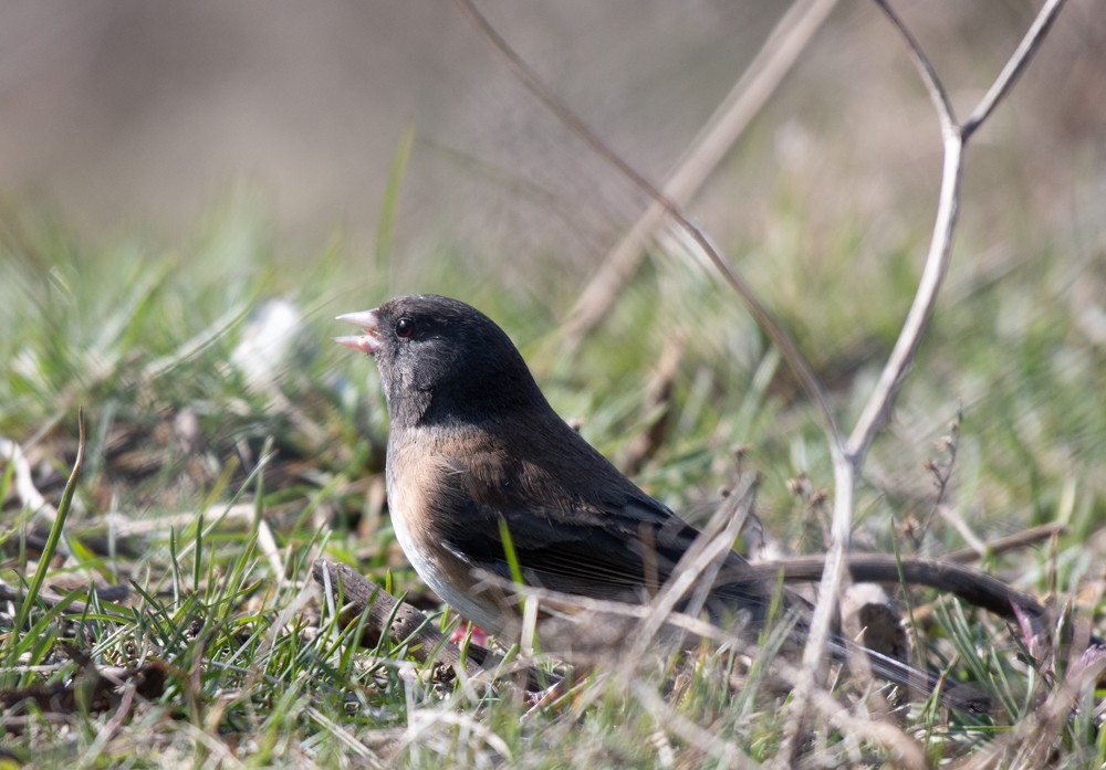 Dark-eyed Junco (Oregon) - ML556253981