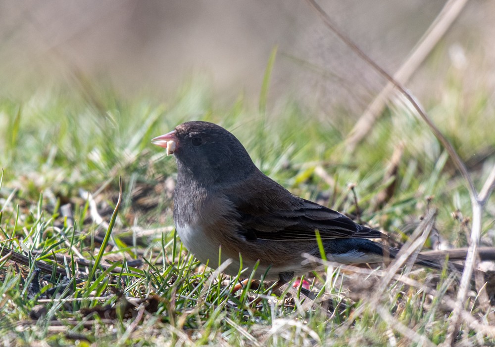 Dark-eyed Junco (Oregon) - ML556253991