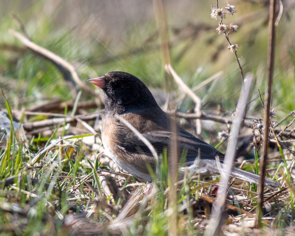 Dark-eyed Junco (Oregon) - ML556254001