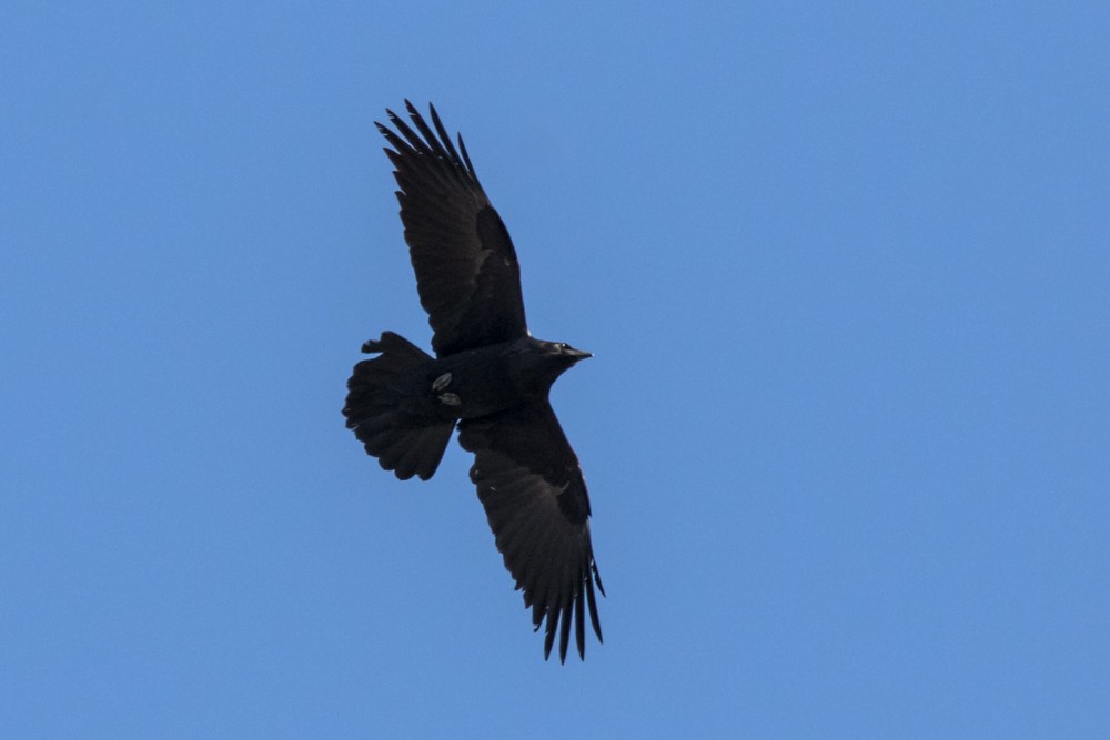 Common Raven - Jean-Guy Papineau