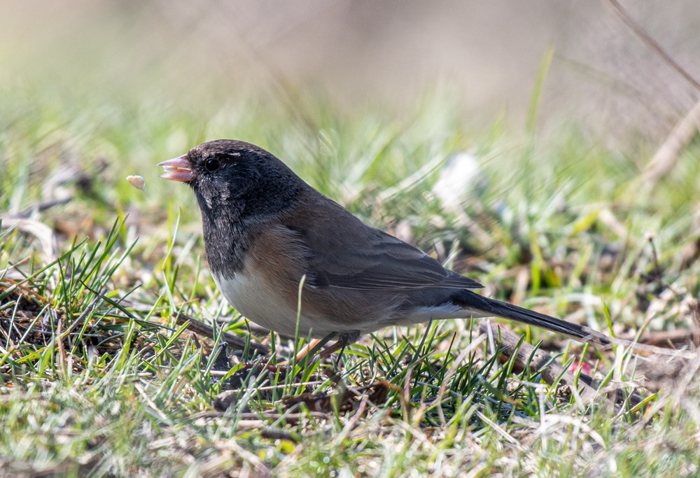 Dark-eyed Junco (Oregon) - ML556254861