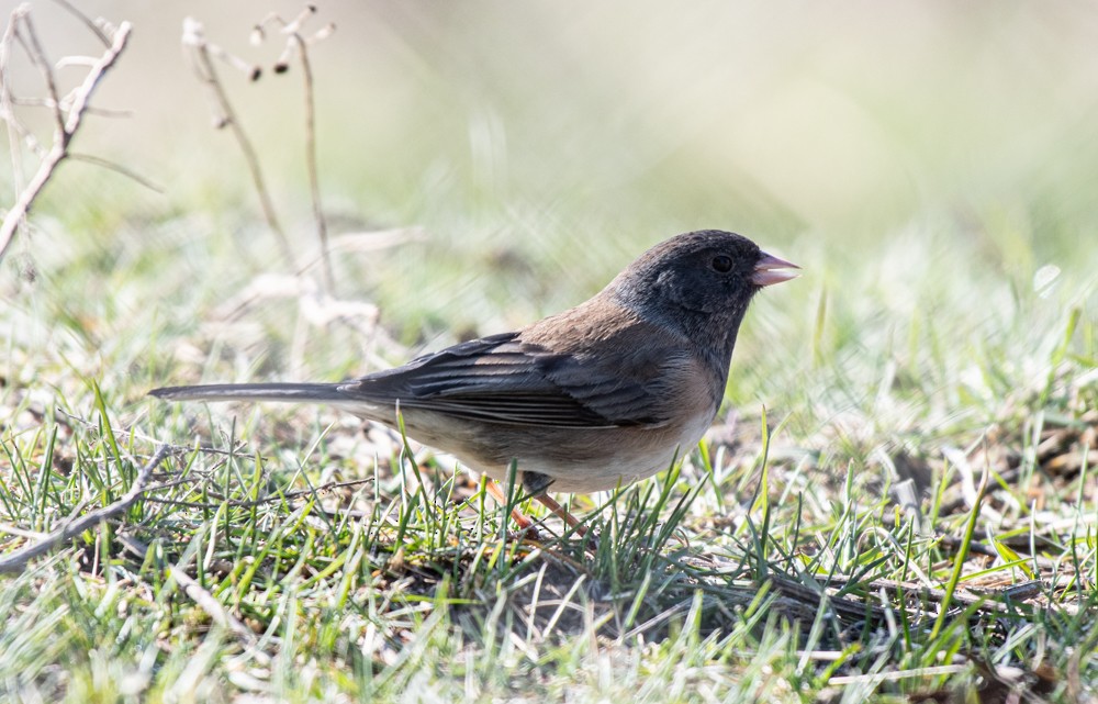 Dark-eyed Junco (Oregon) - ML556255581
