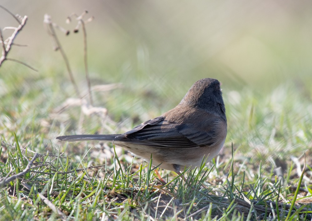 Dark-eyed Junco (Oregon) - ML556256211