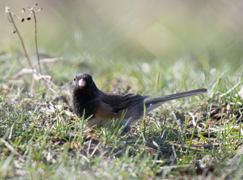 Dark-eyed Junco (Oregon) - ML556256781